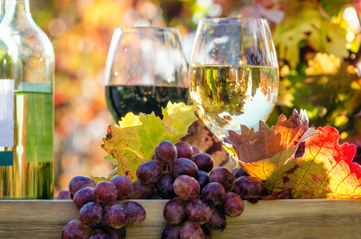 Weingut Ginz Weinprobe
